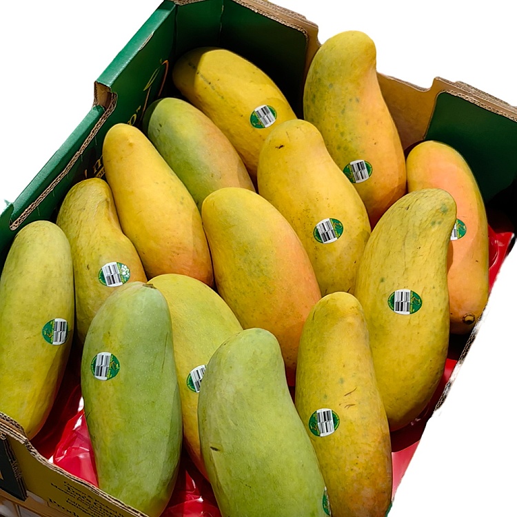 maha-moon-sprout-mango-1pc-1