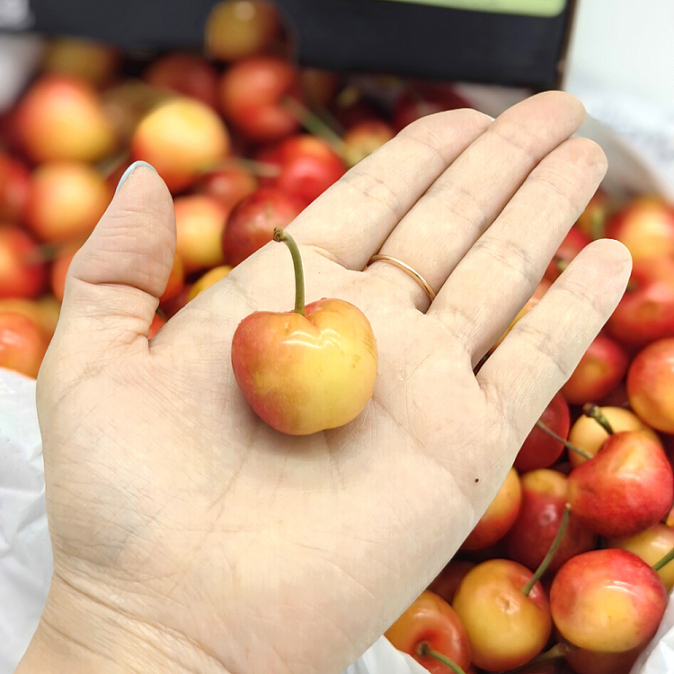 skylarerae-white-cherry-28-30mm-gift-box-approx-2kg-4