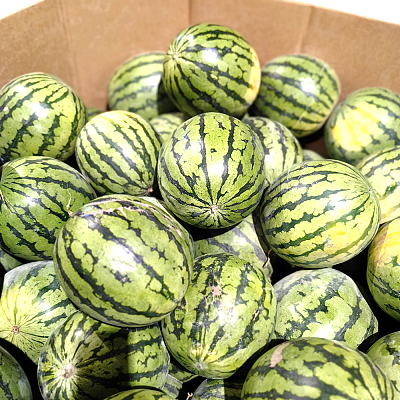 冰糖西瓜 约5-6kg
