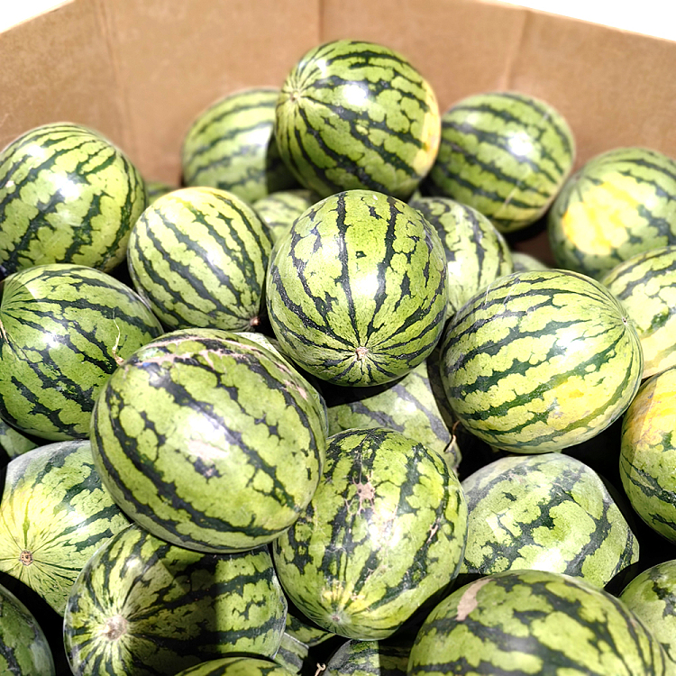 ice-sugar-watermelon-about-5-6kg-1