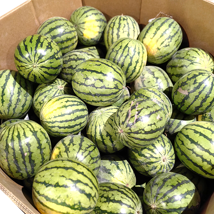 ice-sugar-watermelon-about-5-6kg-4