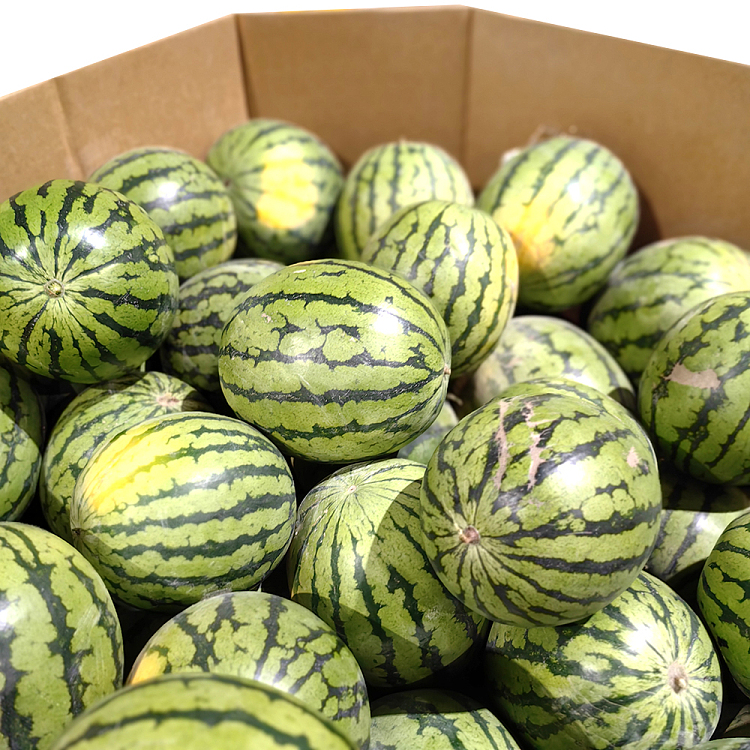 ice-sugar-watermelon-about-5-6kg-2