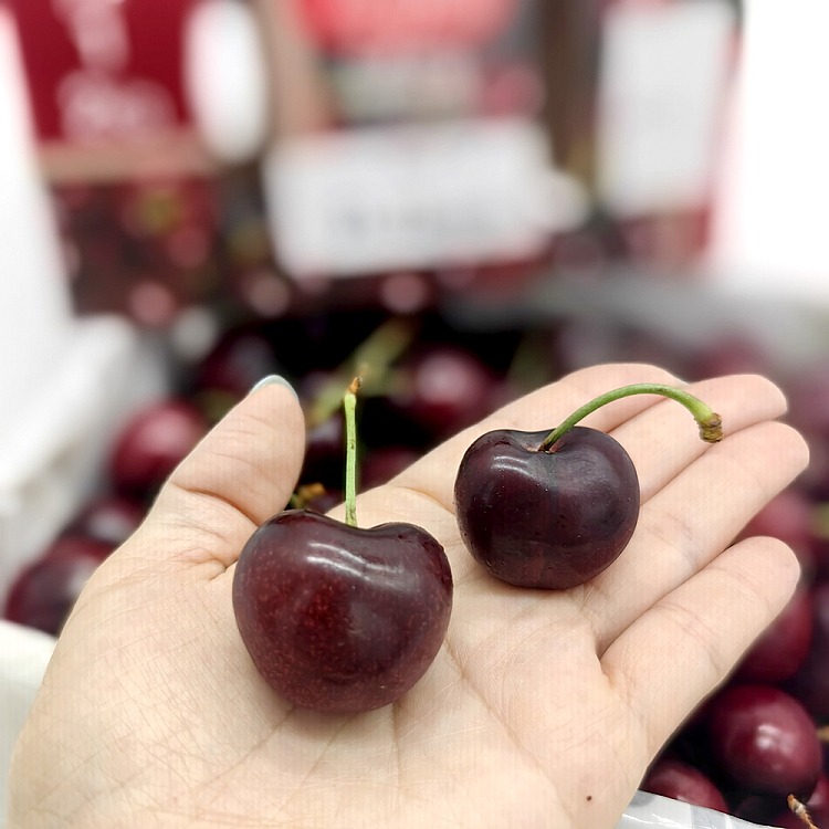 latinafruitssms16-cherry-31-33mm-gift-box-approx-2kg-2