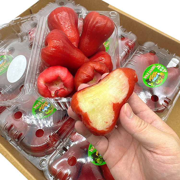 fresh-large-lotus-mist-1-box-about-1kg-1