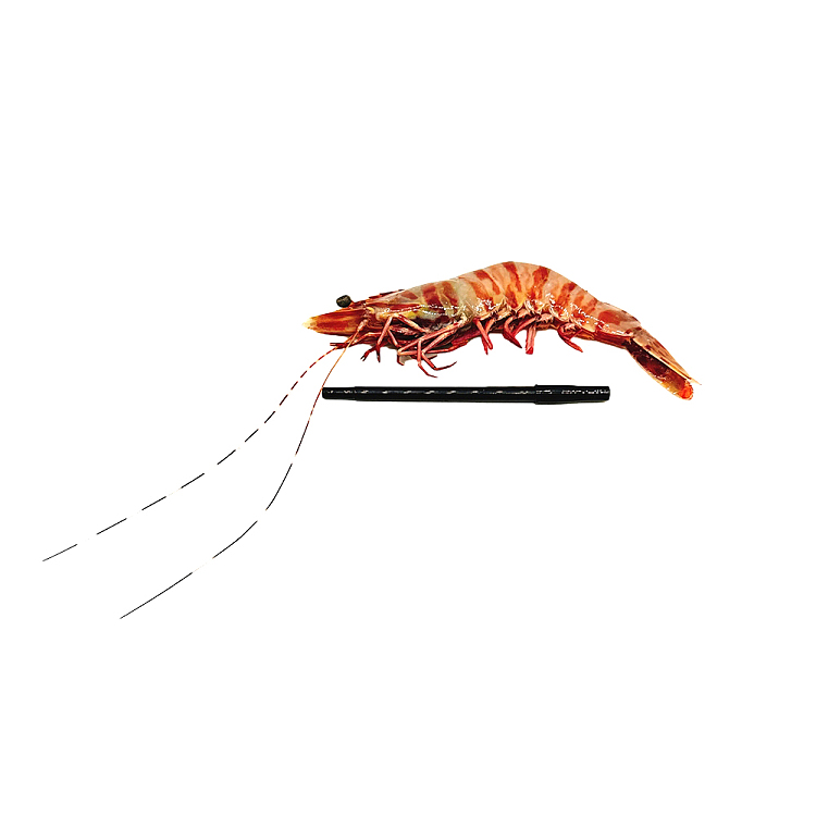 frozentarnibrand-sashimi-grade-raw-tiger-prawns-whole-carton-approx-3kg-5