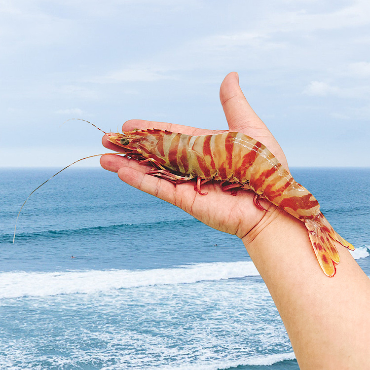 frozentarnibrand-sashimi-grade-raw-tiger-prawns-whole-carton-approx-3kg-2