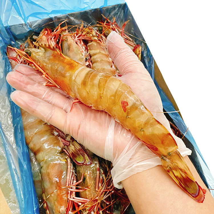 austfish-export-grade-wild-raw-tiger-prawns-u6-whole-carton-about-15kg-3