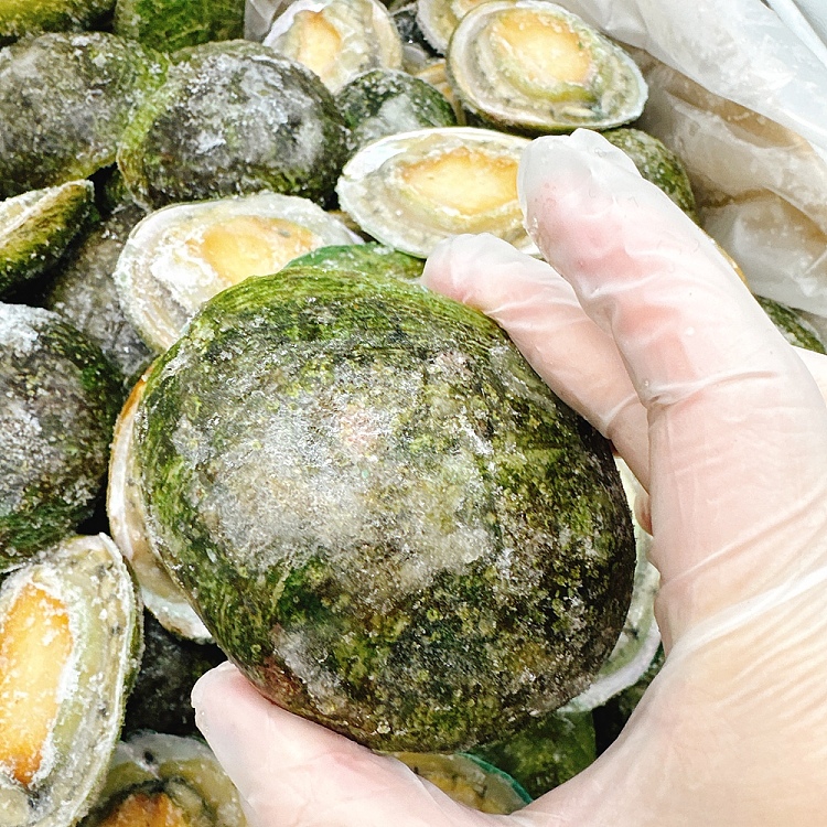 frozen-nanao-green-side-abalone-10-11-heads-about-900-1000g-6