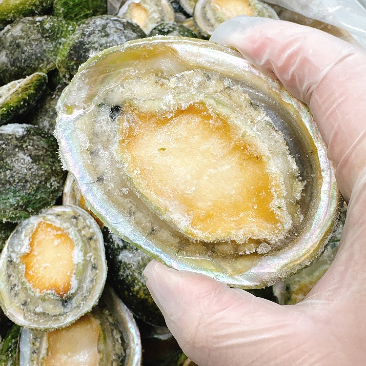 frozen-nanao-green-side-abalone-10-11-heads-about-900-1000g-5