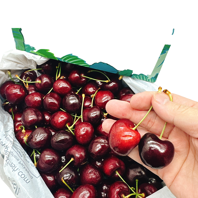 tasmanian-samba-cherries-30mm-gift-box-approx-2kg-4