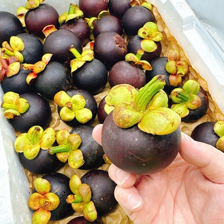 freshumalls-own-local-fresh-mangosteen-about-1kg-3