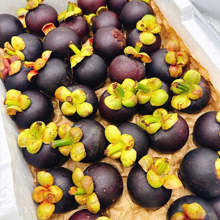 freshumalls-own-local-fresh-mangosteen-about-1kg-4