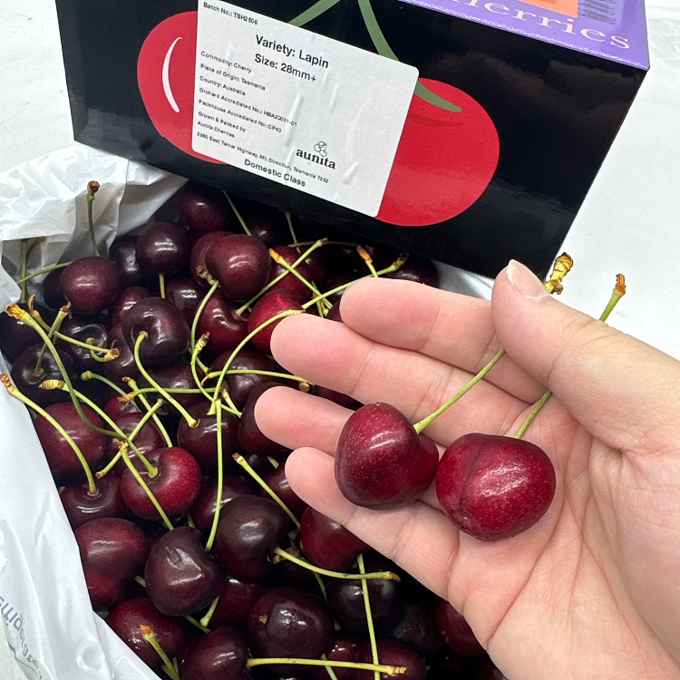 tasmanian-lapin-cherries-28-30mm-gift-box-approx-2kg-3