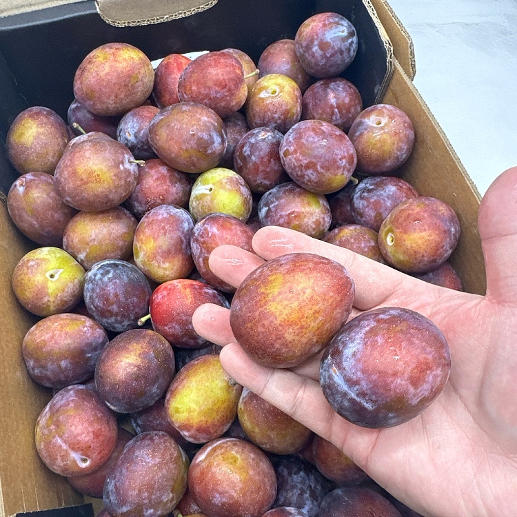 approx-1kg-of-fresh-prunes-2
