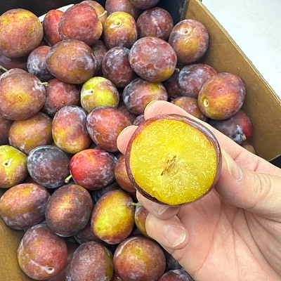 新鲜西梅 约1kg