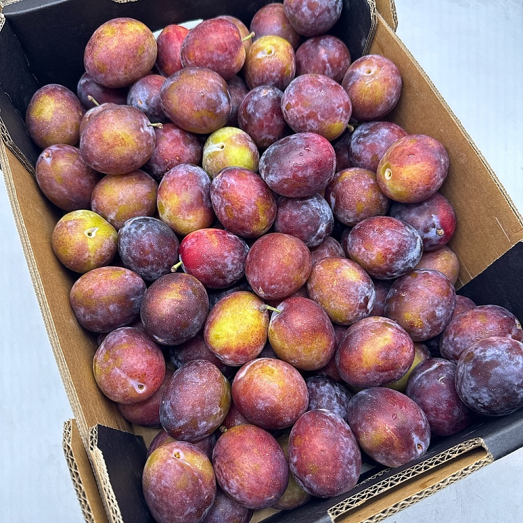 approx-1kg-of-fresh-prunes-4