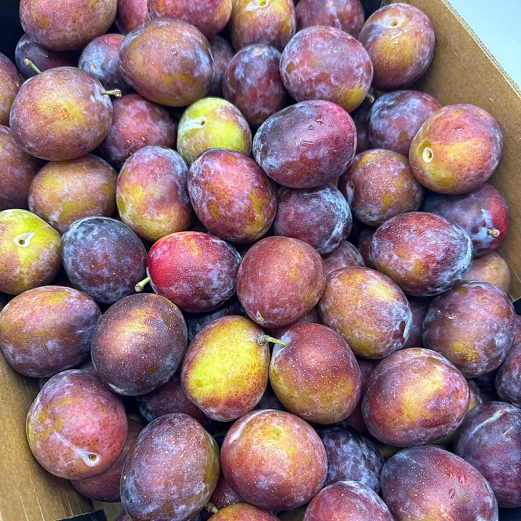 approx-1kg-of-fresh-prunes-3