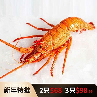 【冻】出口级别 西澳生龙虾 整只 约400-500g/多规格可选