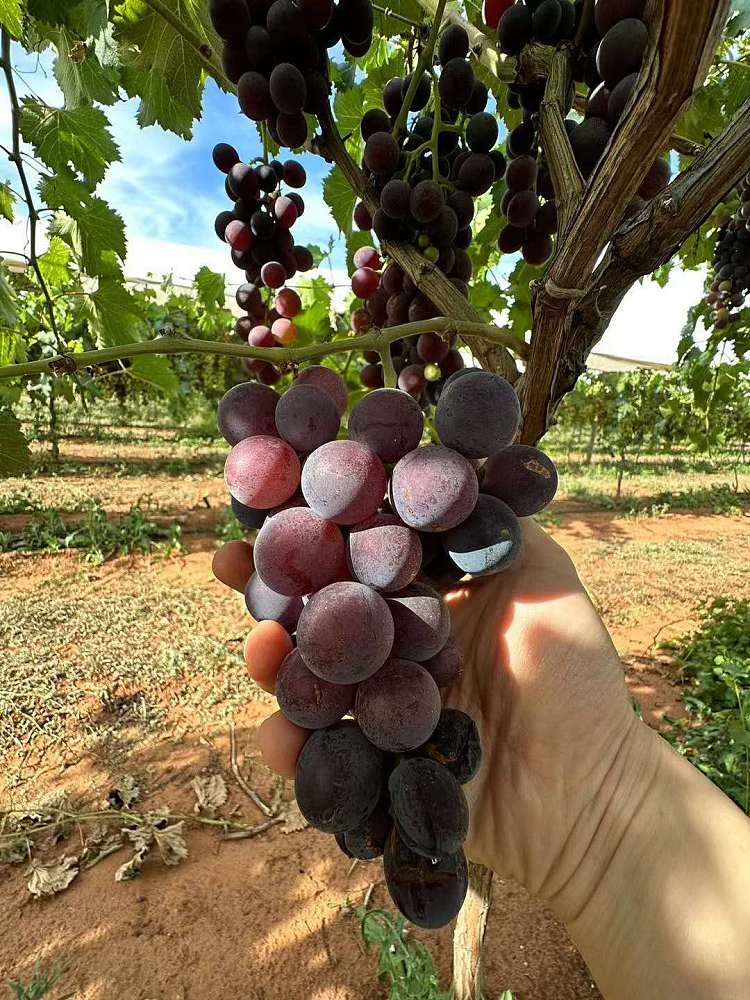 freshlocal-fresh-giant-peak-grapes-about-12kg-4