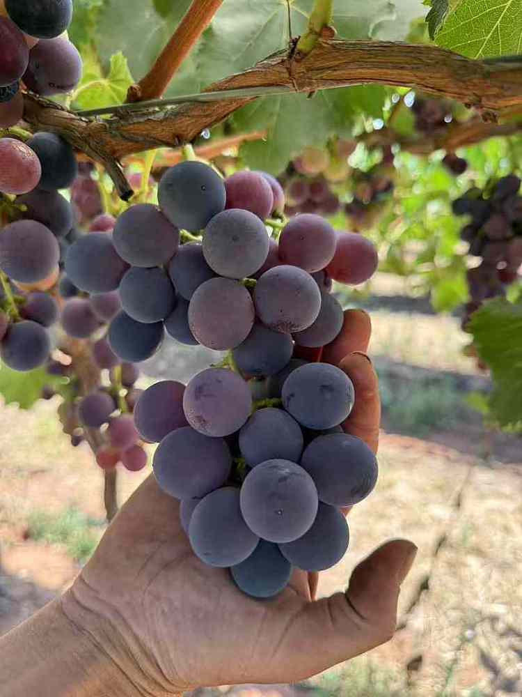 freshlocal-fresh-giant-peak-grapes-about-12kg-3
