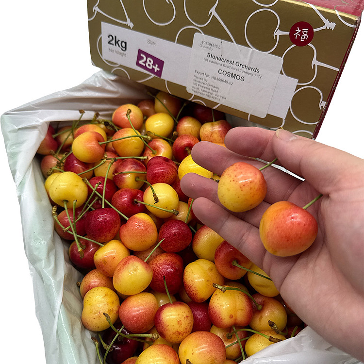 tasmanian-white-cherry-28mm-gift-box-approx-2kg-3