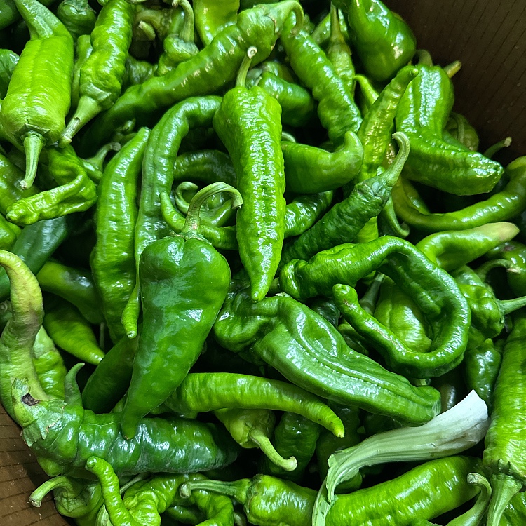freshxinjiang-chili-pepper-about-500g-1