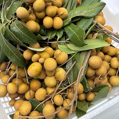 新鲜带枝龙眼 约1kg