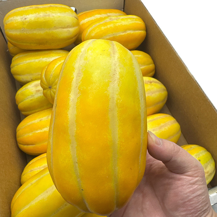 1-fresh-korean-melon-australian-grown-1
