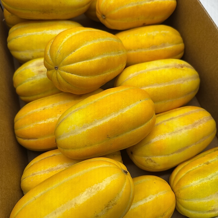 1-fresh-korean-melon-australian-grown-2