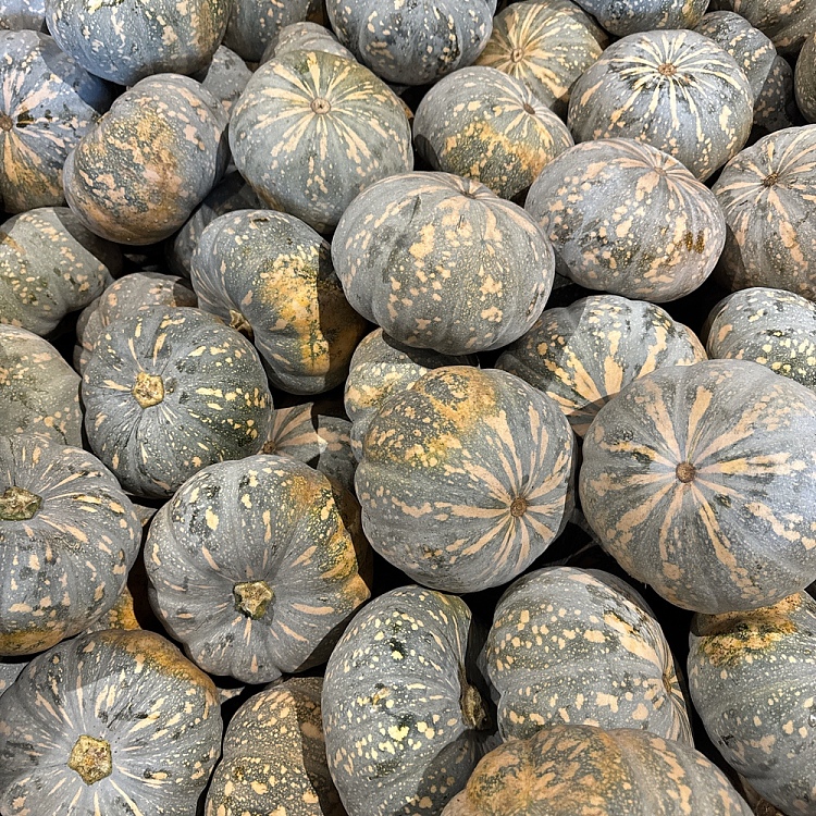1-japanese-pumpkin-about-15-25kg-1