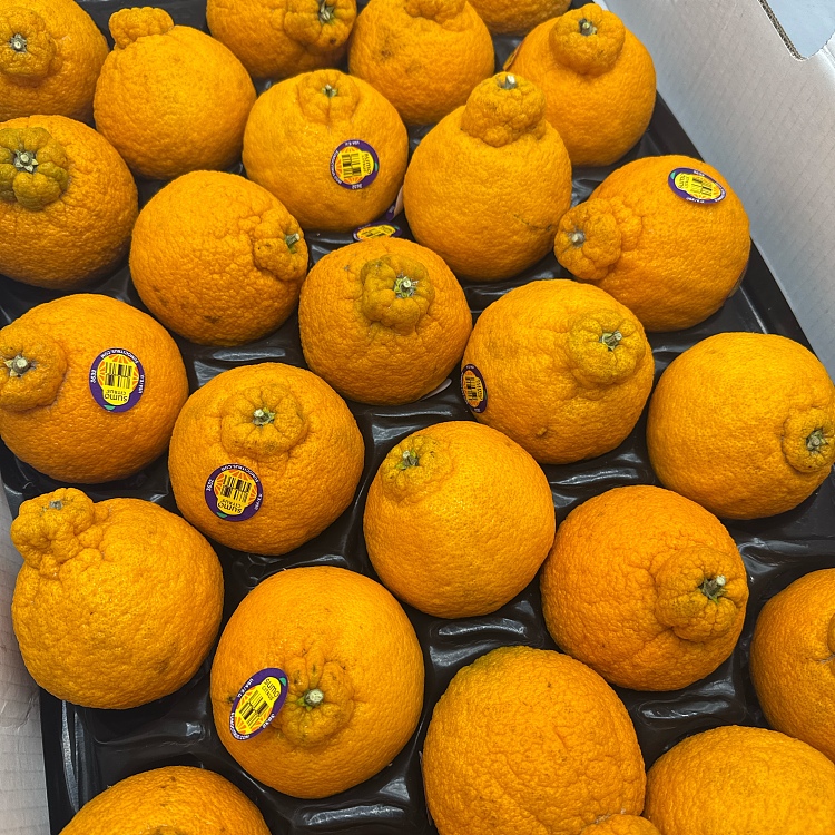 ugly-orange-1