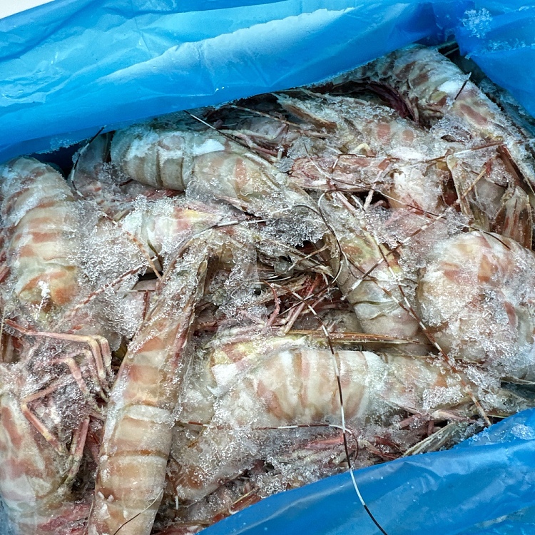 cartontarnibrand-sashimi-grade-raw-brown-tiger-prawn-1