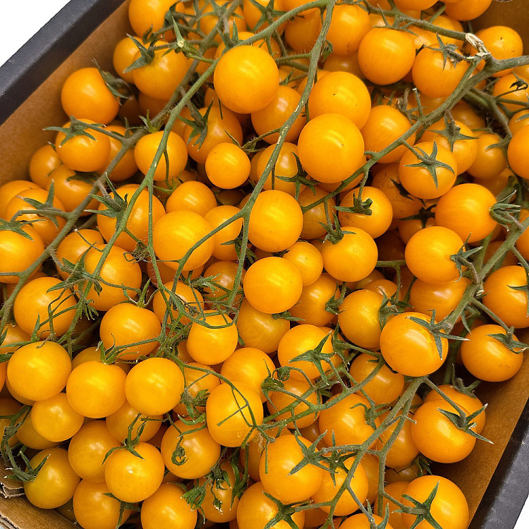 crisp-yellow-tomato-with-branch-about-500g-1
