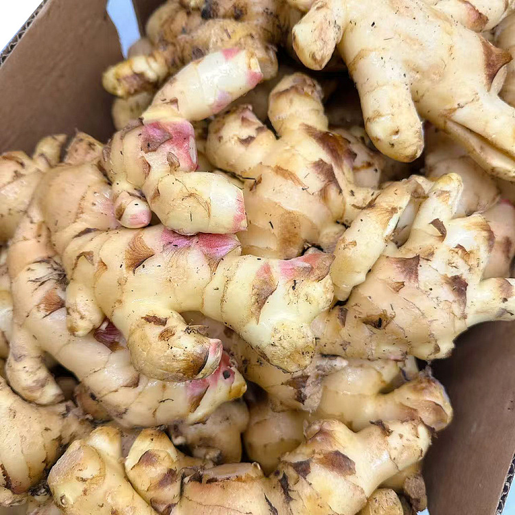 about-500g-of-young-ginger-1