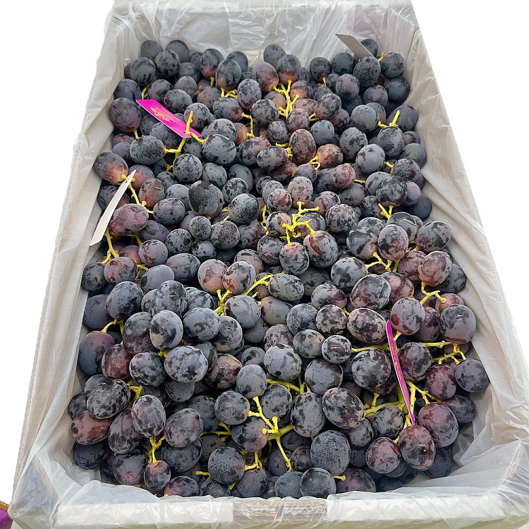 adora-black-tee-goldengate-farm-direct-benefit-australia-3
