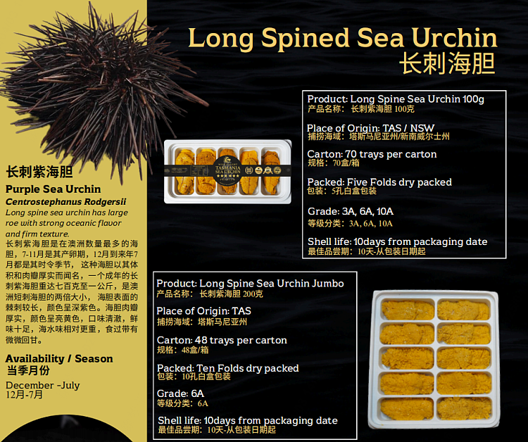 freshly-caughtlong-spined-sea-urchin-6a100g-9
