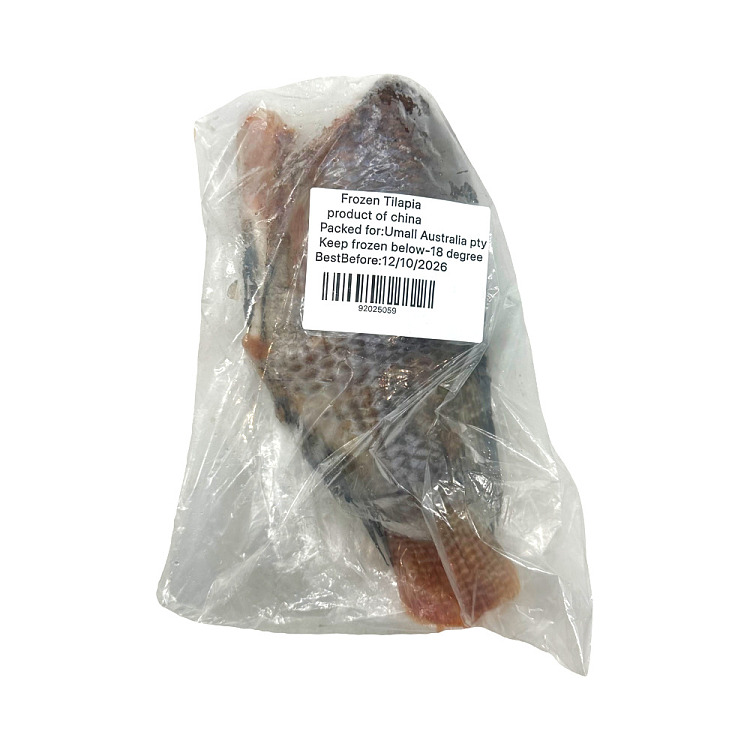 frozen-tilapia-headless-scaled-and-gutted-cleanedblacktilapia-about-450-500g-3