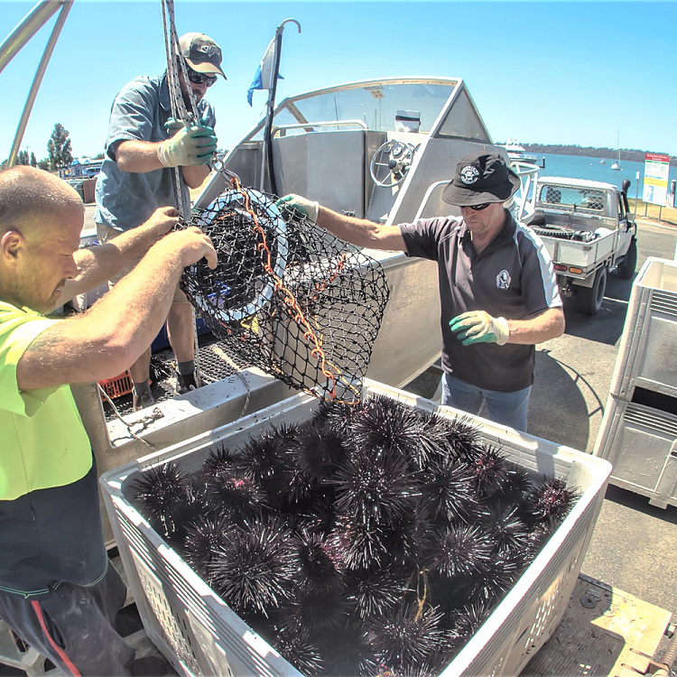 freshly-caughtlong-spined-sea-urchin-6a100g-4