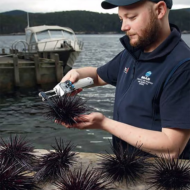 freshly-caughtlong-spined-sea-urchin-6a100g-5
