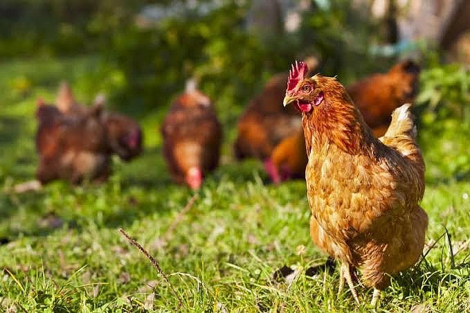 frozenfive-grain-free-range-hens-about-1kg-2