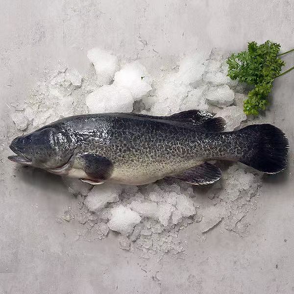 frozen-whole-flower-bass-scaled-and-gutted-murraycod-before-cleaning-600-800g-1