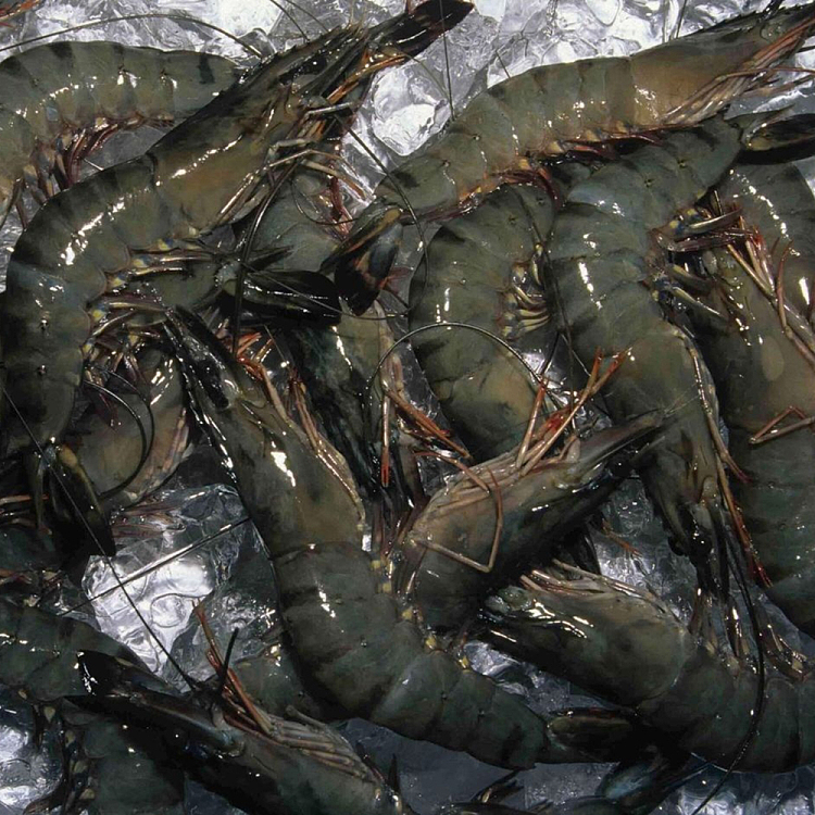 frozen-tassal-australian-black-tiger-prawns-xl-size1015-500g-2