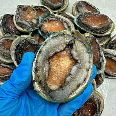 【冻】老虎鲍 Tiger Abalone 12头 约1kg