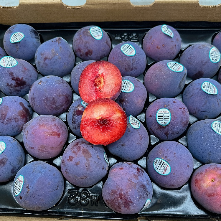 american-night-rose-dinosaur-egg-plums-4-pcs-1
