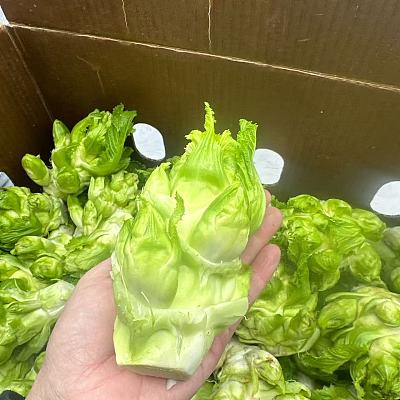 儿菜 Baby Mustard Stem 约500g