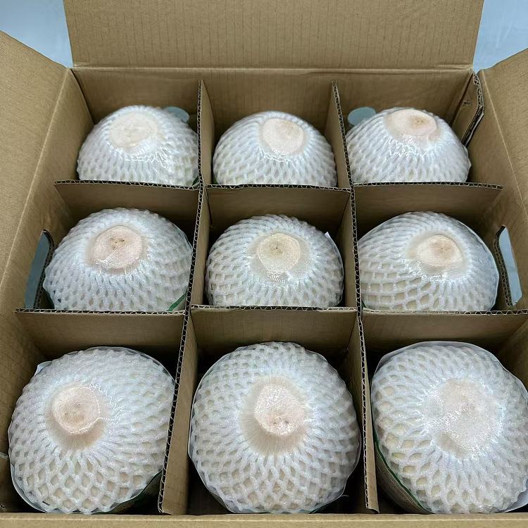 premium-vietnam-premium-large-coconut-green-1pc-3