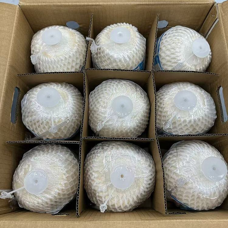 vietnam-premium-large-easy-open-coconut-green-size9-2