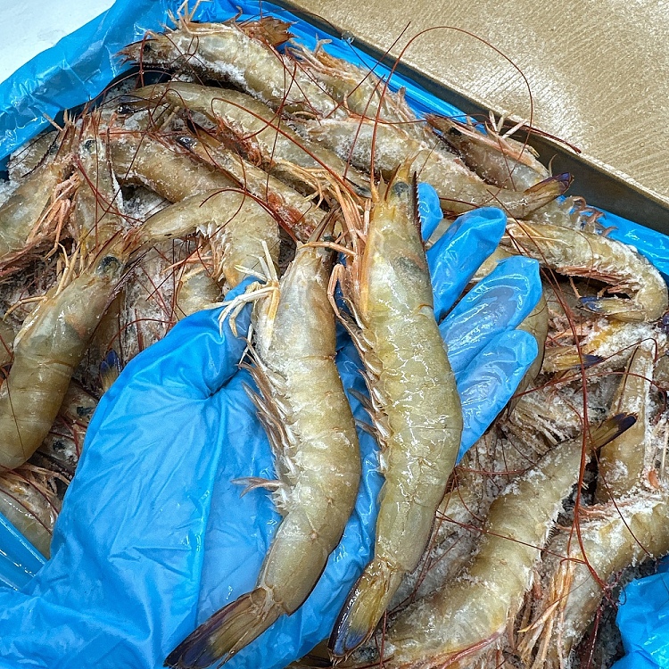 frozen-exmouth-wild-prawns-u1020-whole-case-approx-5kg-3