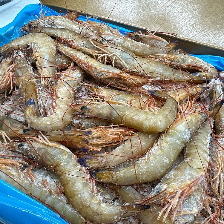 frozen-exmouth-wild-prawns-u1020-whole-case-approx-5kg-2