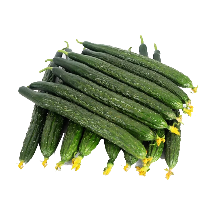 freshfresh-spiny-cucumber-about-09-1kg-1